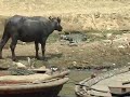 ganga-song-dr-r-k-pandey-vns-.html