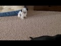 Shih-tzu drinking Pitbull Drool