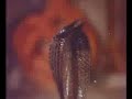 Cobra-Snake-Dance-Wa
