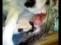 Kedi Do�umu