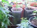 Marijuana grow room 1