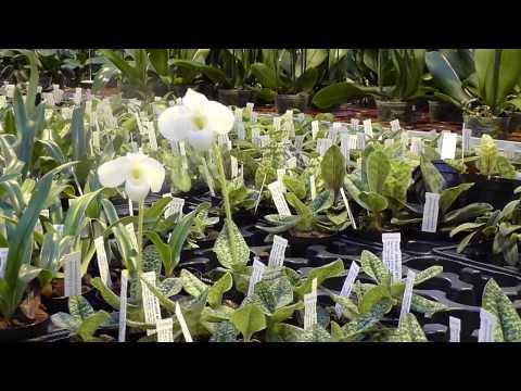 Orchideen Arten: Paph delenatii alba