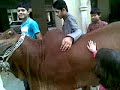saima classic eid ul aza cow qurbani 2009 {PART1}