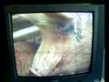 Copain comme Cochon