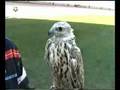 videos de falconscontrol.es7