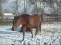Spelen in de Sneeuw