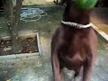 JOEY EA TANGERINA mpeg2video