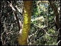 Fern Trail
