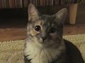 Cat Music Video