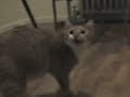 Cat Music Video