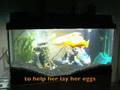 Goldfish Romance