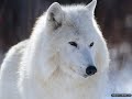 mglebi-volf- volki!