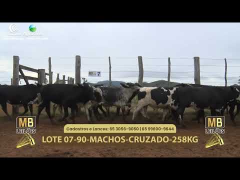 547� LEIL�O VIRTUAL MB LEIL�ES