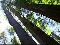 redwoods - YouTube