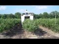 DiMeo's Harvesting Blueberries with Blueberry Picking Machine on DiMeo Blueberry Farm in Hammonton DiMeo's Harvesting Blueberries with Blueberry Picking Machine on DiMeo Blueberry Farm in Hammonton