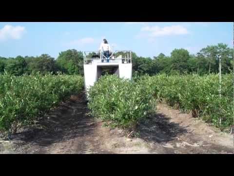 how to harvest bushes in happy family