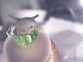 Snail Eating Lettuce Snail Eating Lettuce