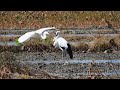 鳴門コウノトリ 2026/10/15 撮影 成長記録 徳島県鳴門市
