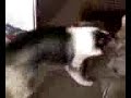 Red and domino playing