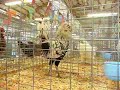 4-H Chicken Dance II