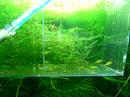 July 1, 2008: Pseudotropheus Saulosi babies 1