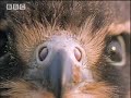 Power of reflexes - BBC