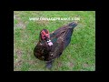 China Fun Asian Restaurant Prank Call OwnagePranks