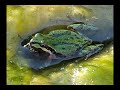 western tree frog