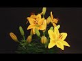Easter Flowers