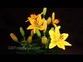 Easter Flowers