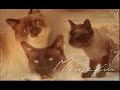 Warrior cats, Thunderclan book 1 Warrior cats, Thunderclan book 1