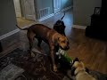RIDGEBACK & BOERBOEL. SO HAPPY TOGETHER