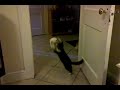 Kitteh fun