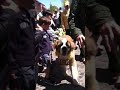 Dog show