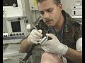 Bundeswehr Auftrag Frieden