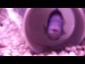 videos de My 20G lonf african cichlid tank. Lake malawi