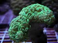 Coraux mous et durs Marine Life