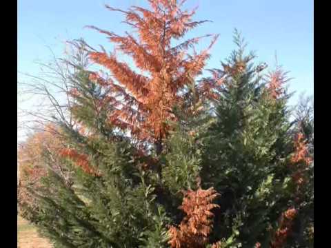 how to fertilize leyland cypress