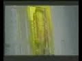 La Mosca Tse-Tse - Todos tenemos un amor