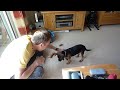 Border Terrier at 13 weeks old learning new tricks