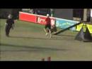 2007 22\" USDAA National GP Finals