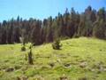 THE SWISS NATIONAL PARK AT A GLANCE PART 2
