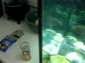 My Fresh Water Aquariums