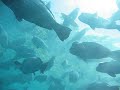 Bumphead Parrotfish