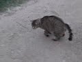 \"Rowdy\" The Wonder Cat \"Rowdy\" The Wonder Cat