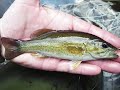 2006 Canadian National Fly Fishing Championship, Ontario