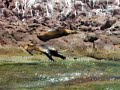Espiritu Santo - Baja California