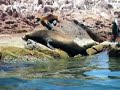 Espiritu Santo - Baja California