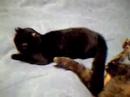 ?????old cat? ?????old cat?