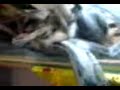 Schlange Frist HAsen Schlange Frist HAsen